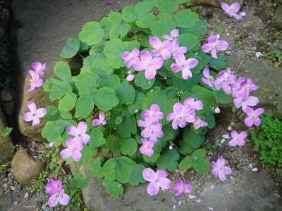 Thalictrum_orientale_1.JPG