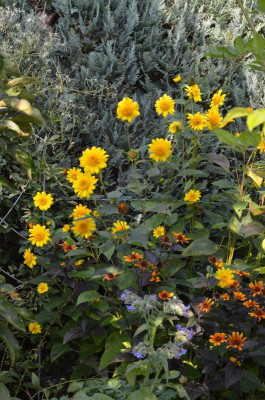 Helianthus-Meteor.21-2.jpg