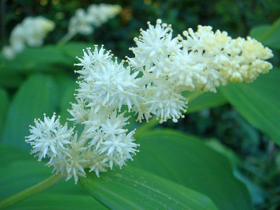 Smilacina_formosana_1.JPG