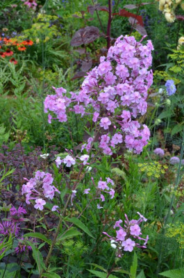 Phlox-Sämling.21-2.jpg
