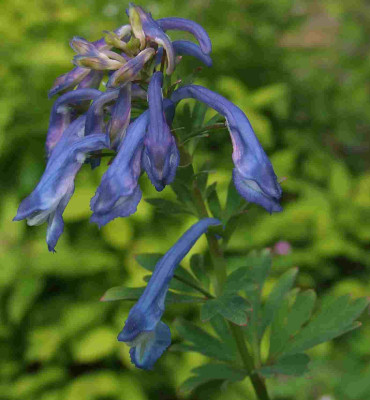 Corydalis_evtl_Craigton_Blue_Bluetenstand.jpg