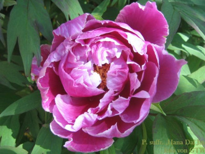 P._suffr.Hana_Dai_Jin_45152.jpg