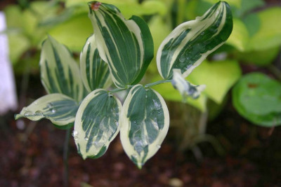 Polygonatum_multiflorum_Striatum.jpg
