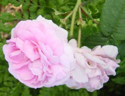 berkenthiner_kanalrose_Kopie.jpg