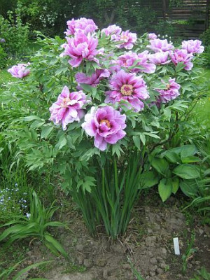 P._suffr.Ofuji_nishiki_95831.jpg