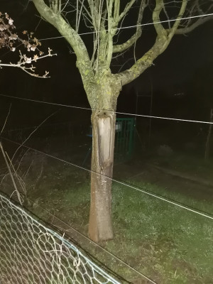 Zwetschge Schlitzast.jpeg