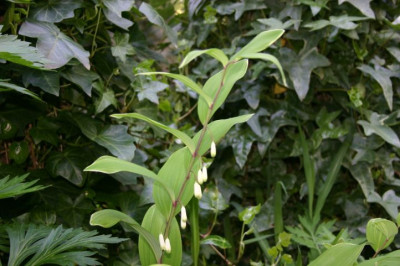 Polygonatum_falcatum_Variegatum.jpg