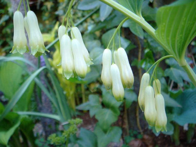 Polygonatum_commutatum.JPG