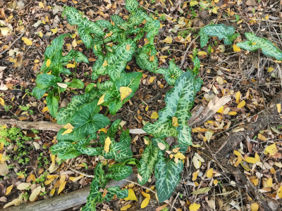 Arum italicum 20221027.jpeg