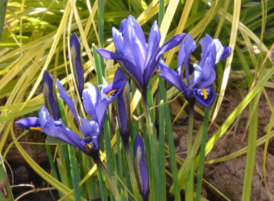 Iris_reticulata-Harmony.18-2.jpg