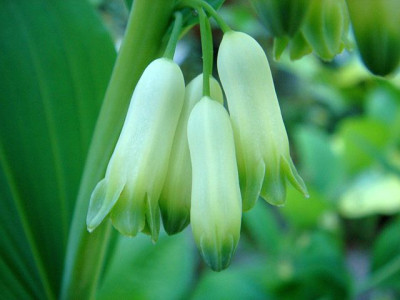 Polygonatum_biflorum_Dwarf_Form_2.JPG