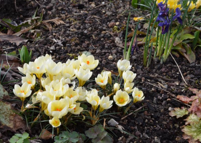Crocus_CreamBeauty.20-1.jpg