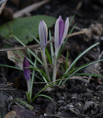 DSC_7034_DxO.jpg