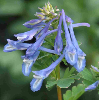 _Corydalis_elata.jpg