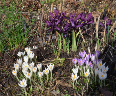 Crocus_tommasinianus.22-4.jpg