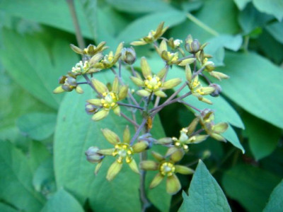 Caulophyllum_thalictroides_1.JPG