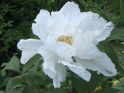 P._suffr.Renkaku_95921.jpg