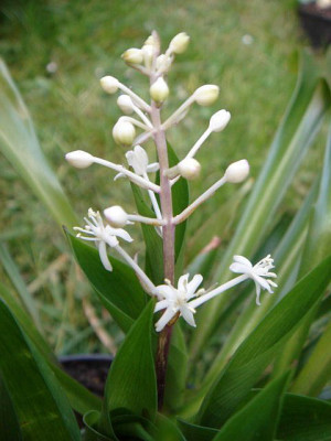 Speirantha_convallarioides_Blute.jpg