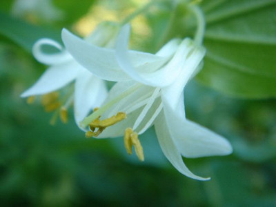 Disporum_hookeri_3.JPG
