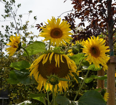 Sonnenblume-15-1.jpg