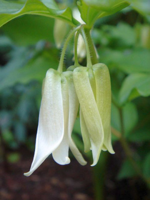 Disporum_smithii_5.JPG