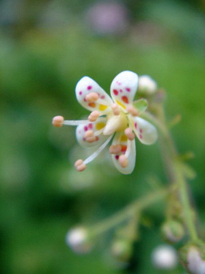 Saxifraga_hirsuta.jpg
