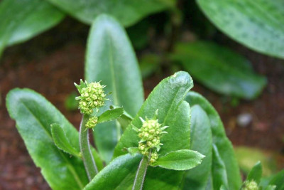 Saxifraga_pennsylvanica_1.jpg