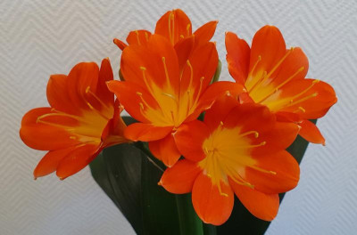 Multipetal1.3.jpg
