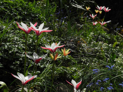 2022-05-02 Tulipa clusiana im Westen (5).JPG