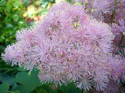 Thalictrum_aquilegifolium_3.JPG