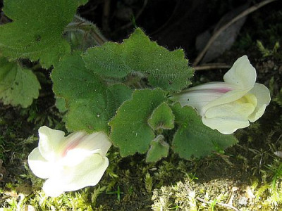Asarina_procumbens_2.jpg