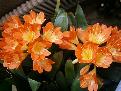 clivia 023.JPG