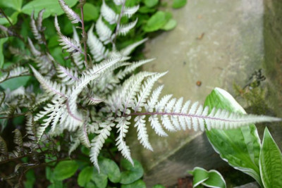 Athyrium_nipponicum_Silver_Falls_1.jpg