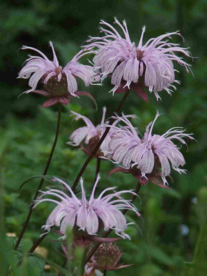 Monarda_bradburiana.jpg