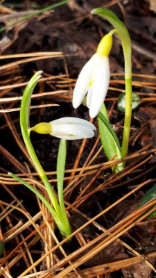 Galanthus Fionas Gold.jpg