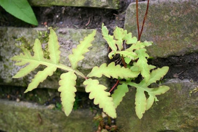 Onoclea_sensibilis_2.jpg
