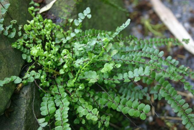 Asplenium_trichomanes_1.jpg