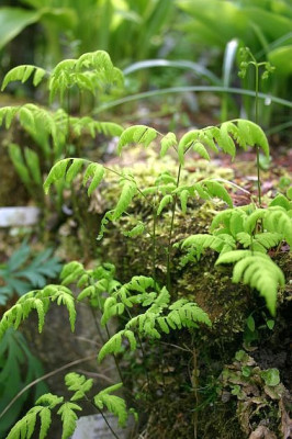 Gymnocarpium_dryopteris.jpg