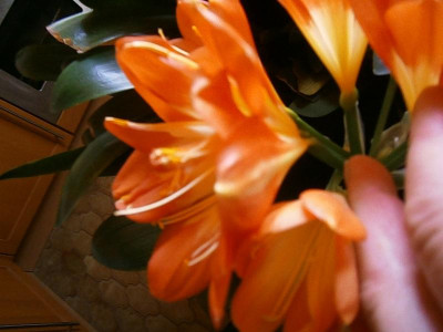 clivia blüte mit 13 petalen 003.JPG