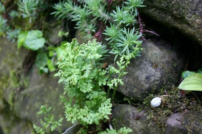 Cystopteris_dickieana_1.jpg