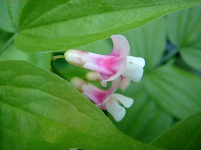 Lathyrus_vernus_Alboroseus_1.jpg