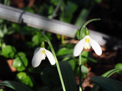 'Ilse Bilse' P2120015.JPG