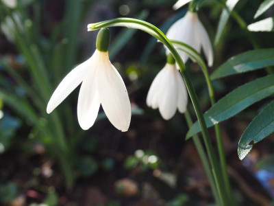Galanthus nivalis 'Springwood Park' P2120008.JPG