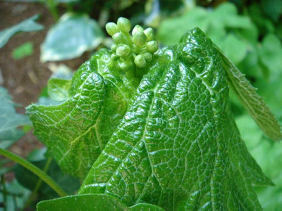 Diphylleia_cymosa_4.JPG