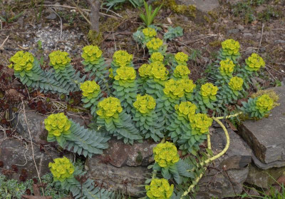Euphorbia_myrsinites.17-1.jpg