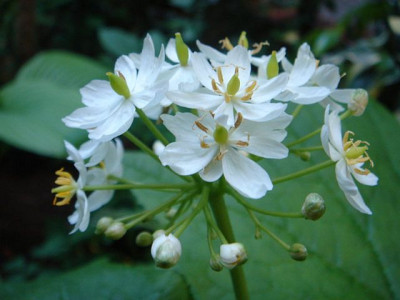 Diphylleia_cymosa_5.JPG