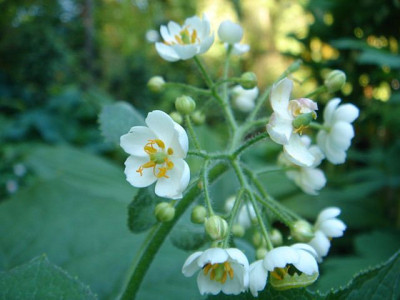 Diphylleia_sinensis_3.JPG