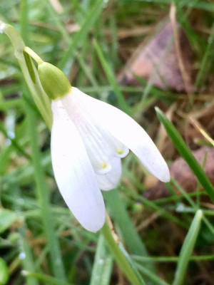 2023-02-12 Galanthus ein Wanderer.jpg