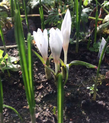 2023-02-12 Colchicum munzurense.jpg