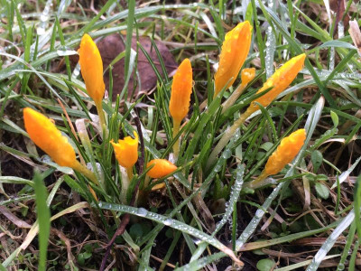 2023-02-12 Crocus in der Wiese.jpg